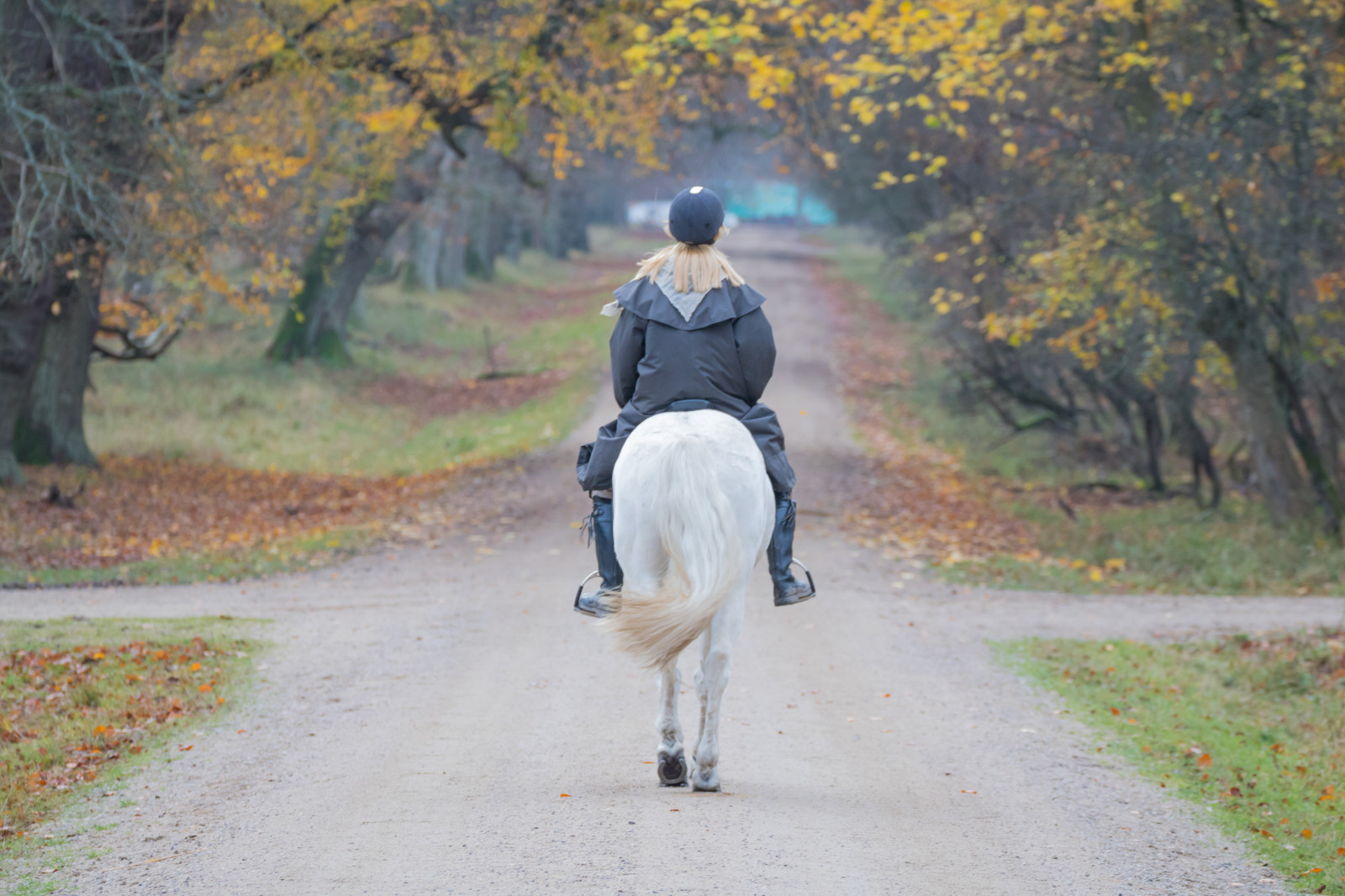sport, Skov, mennesker, hest, parkere, Person, Danmark, gå, efterår, sæson, m nniska, h st, skov, danmark, skog, exif model canoneos760d, geocountry, kamera gør kanon, geocity, kameramodel canoneos760d, geostate, geolocation, exif gøre kanon, exif focallength 155mm, exif åbning 50, exif linse ef70300mmf456lisusm, exif isospeed 500, Dyrehaven, j Gersborg, j gersborgdyrehave