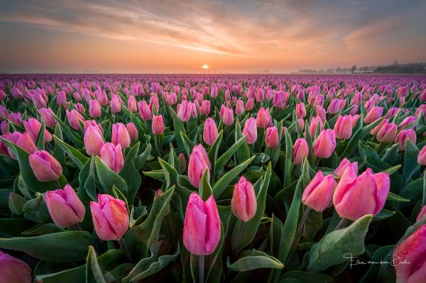 Agro Plants,field,plants,tulips,flowers