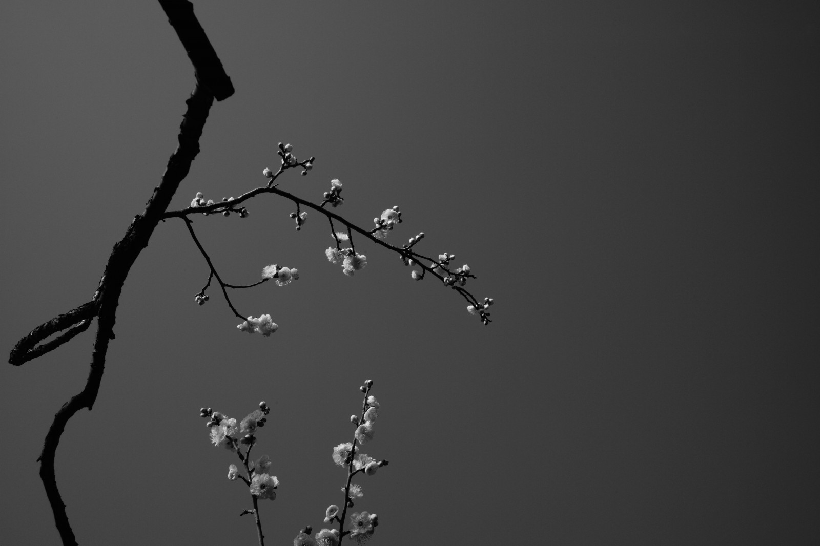Černá, černobílý, fotografování, silueta, větev, Leica, Tokio, M, tělesné, čára, tma, ikegamibaien, Ikegami, Summicron, summicron1235mm, type240, Černý a bílý, monochromatické fotografování, makro fotografie
