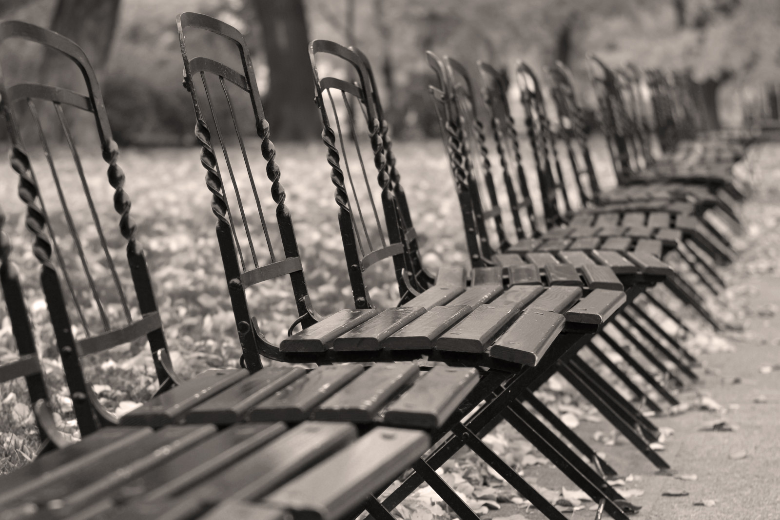 bílý, Černá, černobílý, park, fotografování, židle, sépie, kov, Rakousko, Vídeň, strom, podzim, tělesné, železo, židle, SW, a, Herbst, parc, monotónní, schwarzweis, wien, Osterreich, Černý a bílý, monochromatické fotografování, drasphotography, Stuhl, st hle, Dras