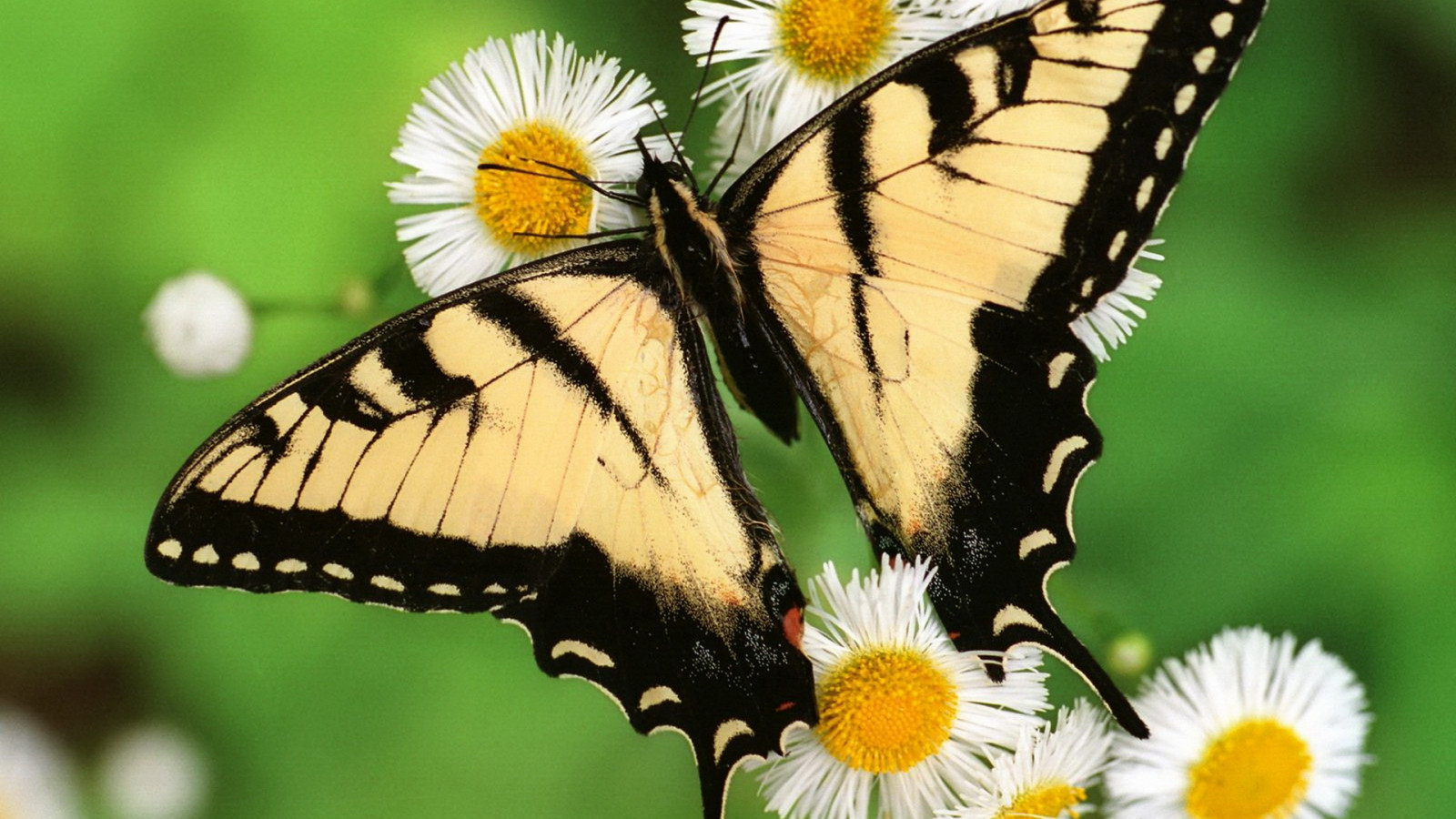 Wallpaper Nature Wings Insect Wildlife Flower Patterns Wing 