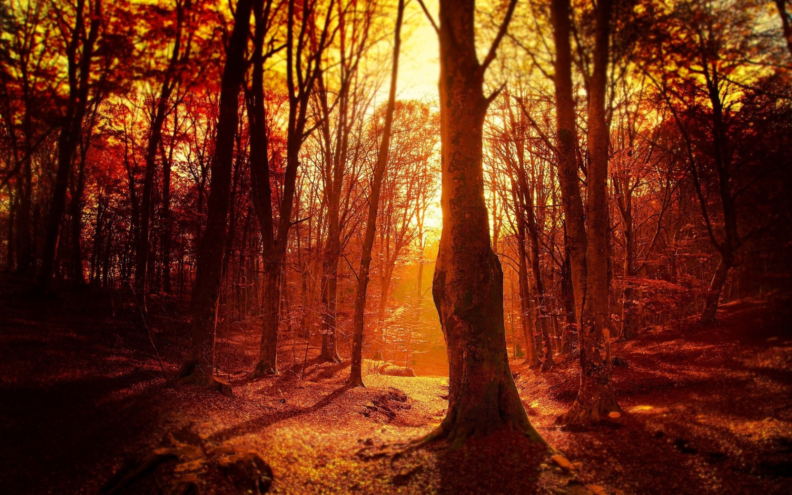 Sonnenlicht, Bäume, Wald, fallen, Sonnenuntergang, Ast, Wildnis, Baum, Herbst, Jahreszeit, Wald, Lebensraum, natürlichen Umgebung, Holzige Pflanze, geographische Eigenschaft, Ökosystem, Alter waldwald