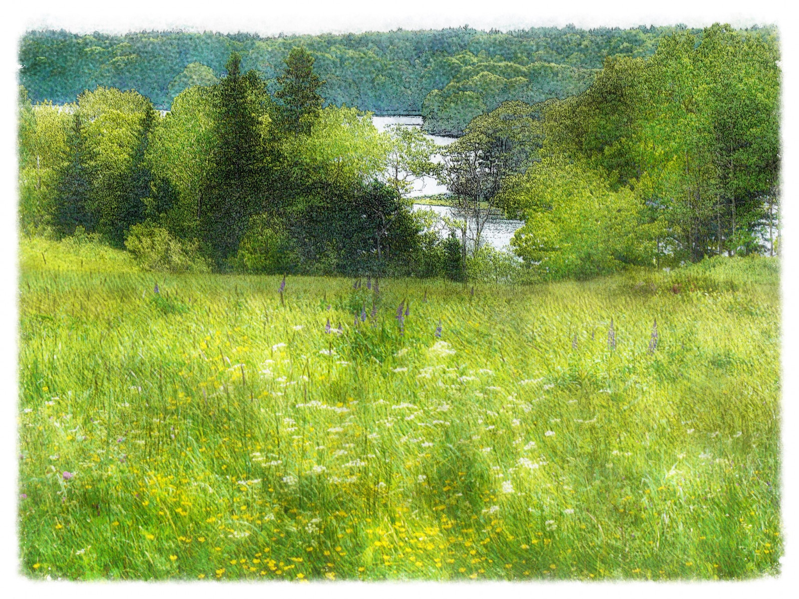 landskab, bakke, græs, himmel, Mark, Krydderurt, naturreservat, steppe, Maine, lys, træ, rejse, blomst, græsarealer, impressionisme, græs, vegetation, eng, billedmanipulation, malerisk, wildflower, prærie, økosystem, biom, Busk, græs familie, tempereret løvfældende skov, jord masse, shrubland, økoregion, digitalphotoart, ipadpainting, ipadsketching, painterlyapp, plant community