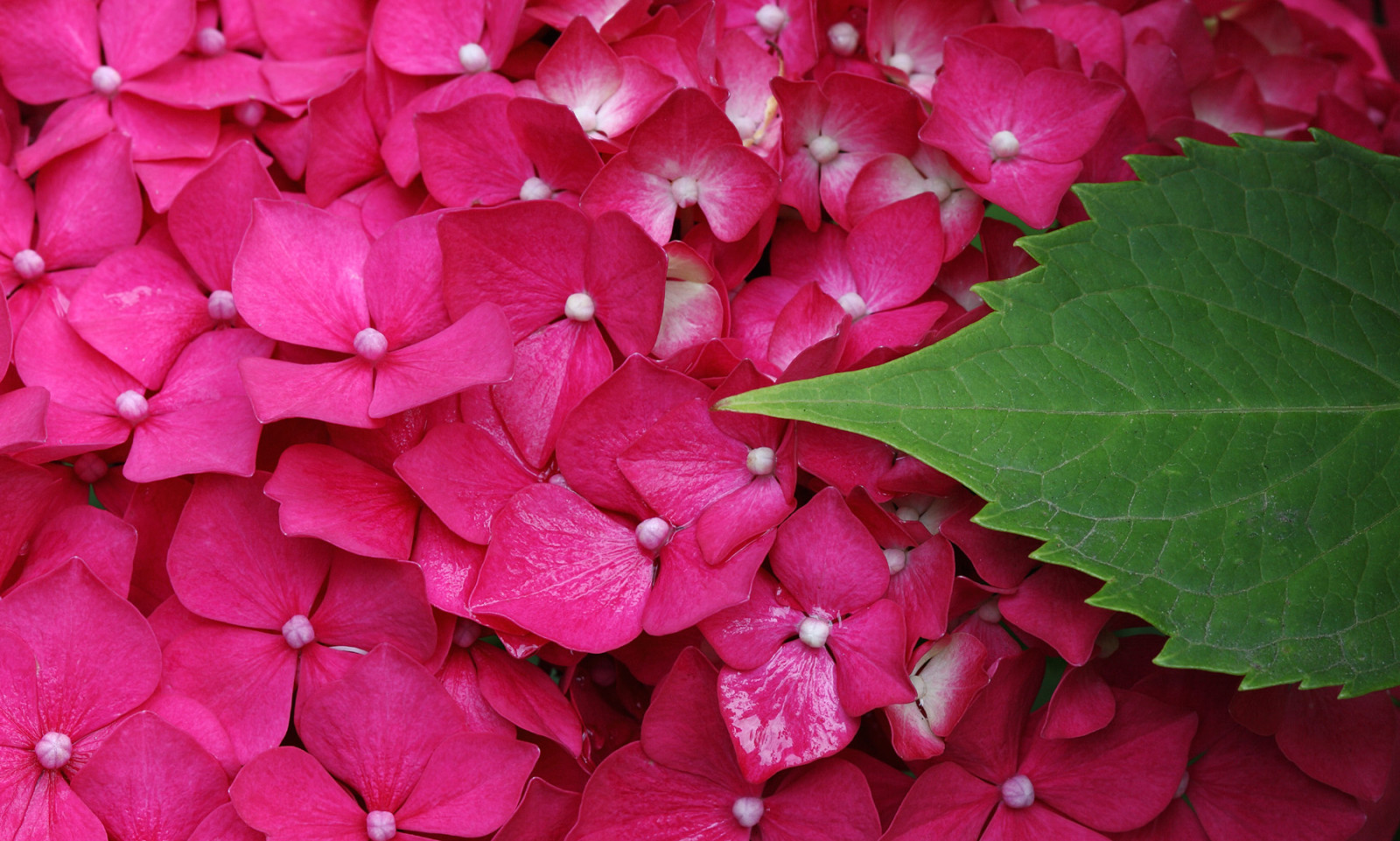 růžový, květiny, letní, rostliny, makro, zelená, Příroda, květinový, barvy, zahrada, list, barvy, majetek, květ, Frankfurt, letní, natur, Pflanzen, rosa, blumen, Zomer, Verano, hortenzie, Grun, ete, makro, blatt, bl te, garten, Farben, Hortensie, 2014, hydrangeamacrophylla, makroaufnahmen, anymotion, canoneos5dmarkii, gartenhortensie, 5d2