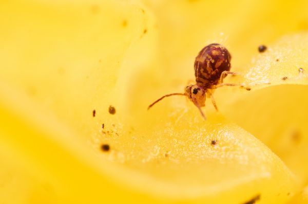 dicyrtomina,ornata,collembola,springtail,macro,schneider