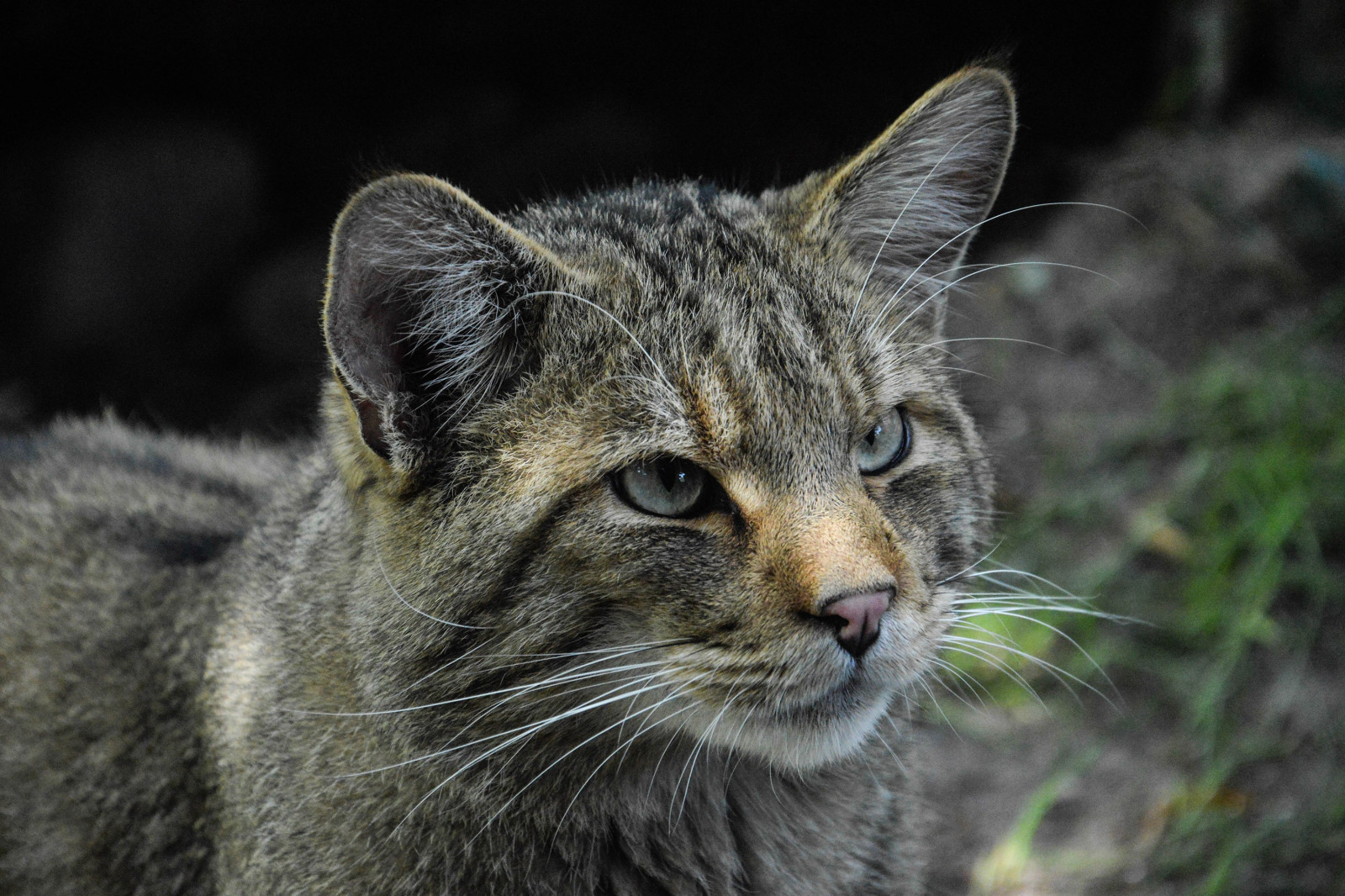 Wallpaper animals, nature, wildlife, whiskers, lynx, Puma, wild cat