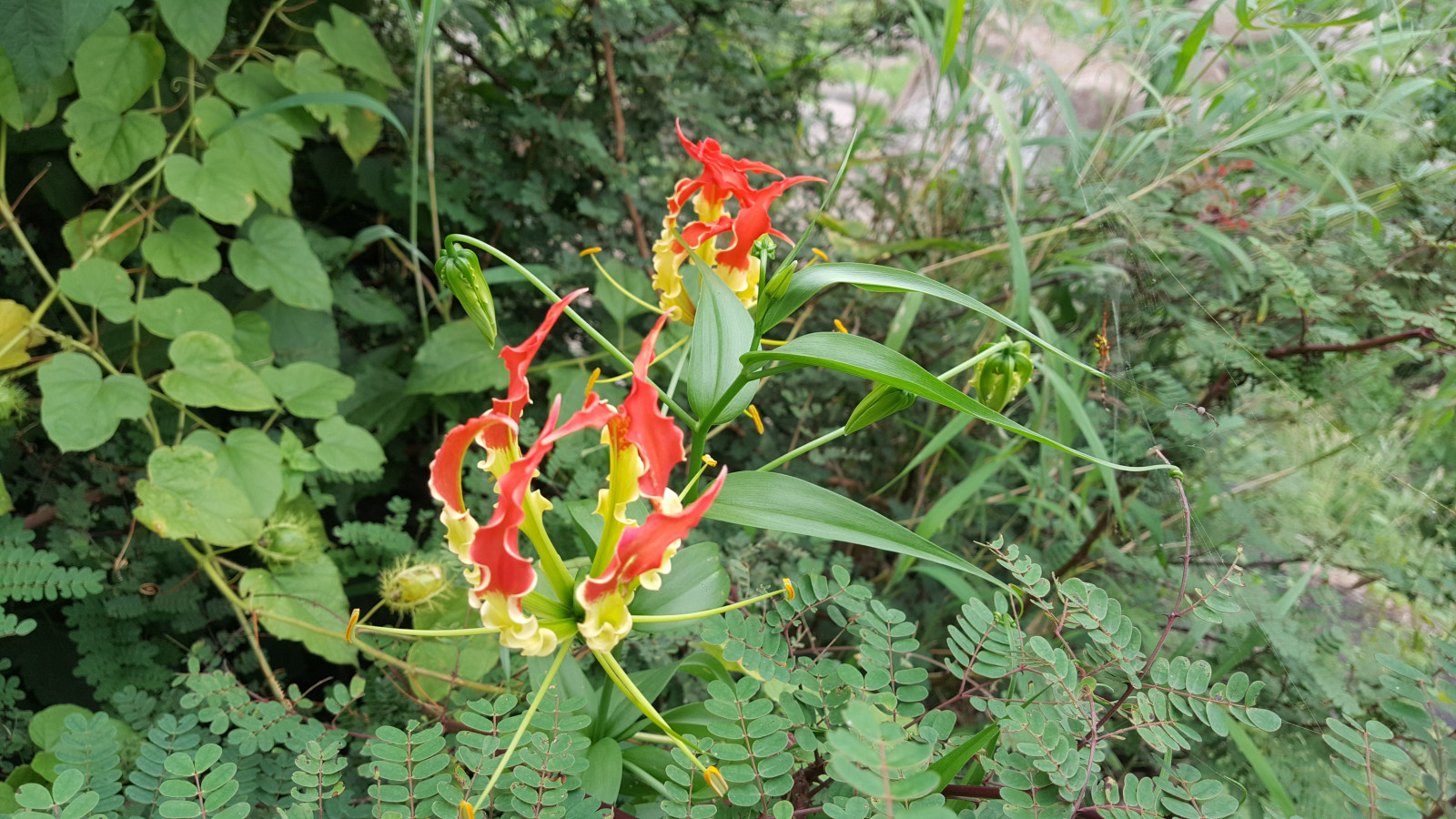Wallpaper red flowers, yellow flower, plants, green 5312x2988 br3athless 1209658 HD