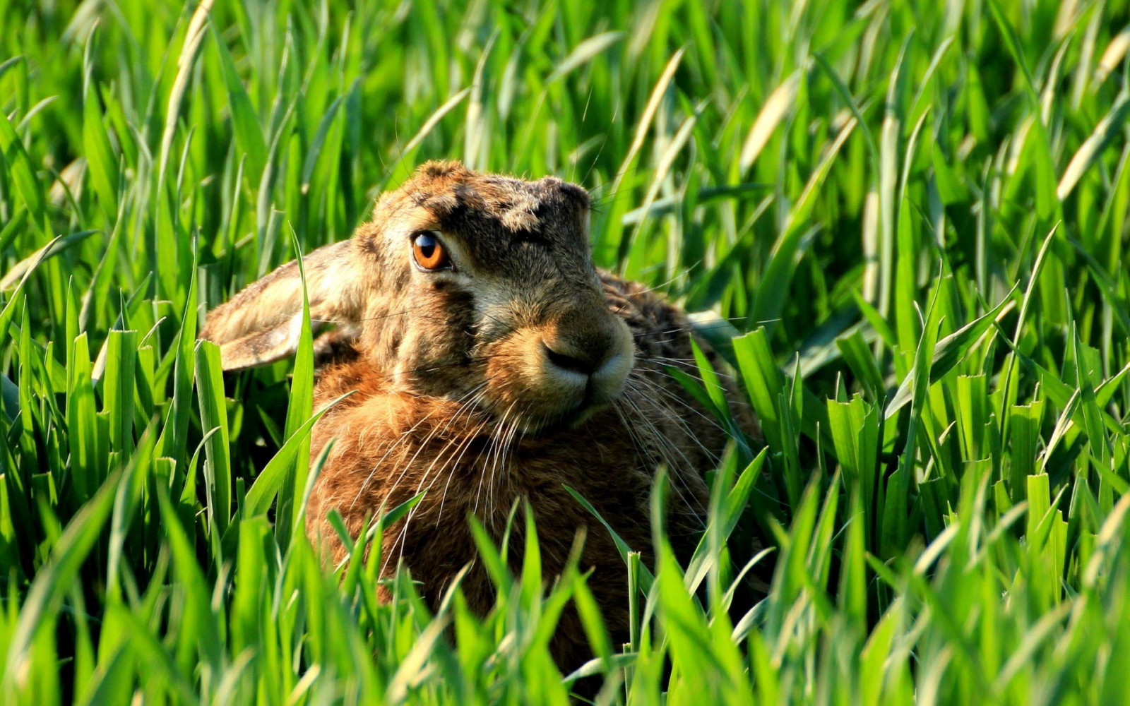 デスクトップ壁紙 : ウサギの耳, 野生動物, ウィスカー, 草原, 野ウサギ, 動物相, 哺乳類, 1920x1200 px, 鼻, 草家 ...
