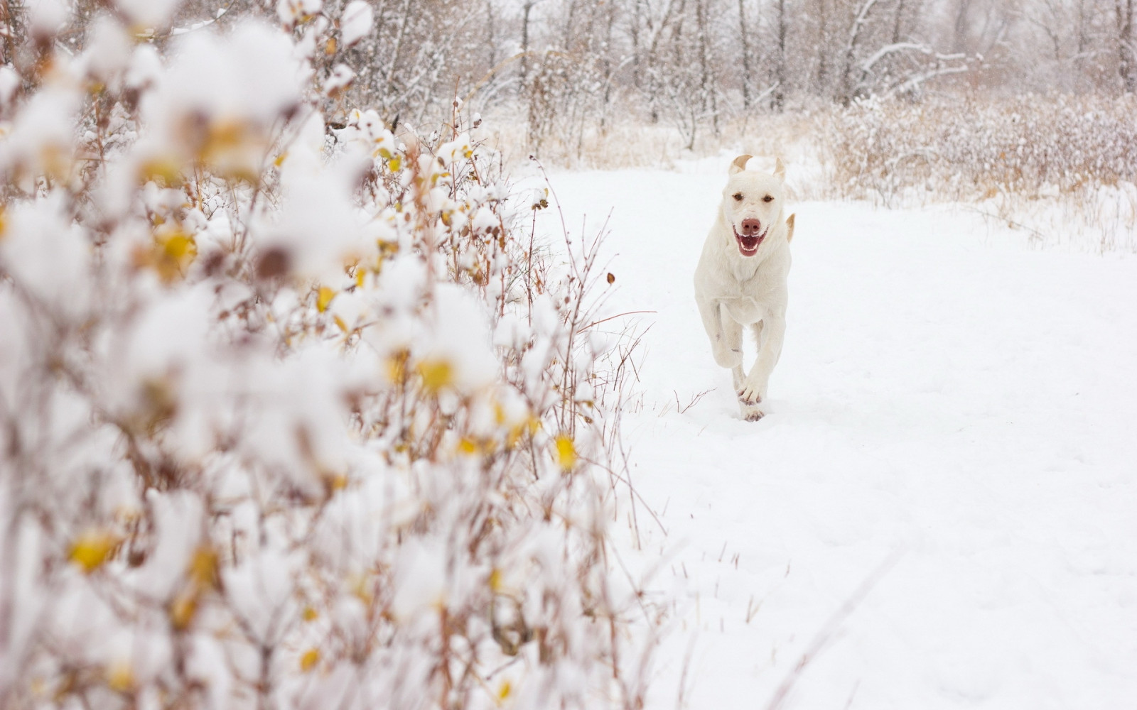 Wallpaper : snow, winter, spring, weather, season, background, dog like ...
