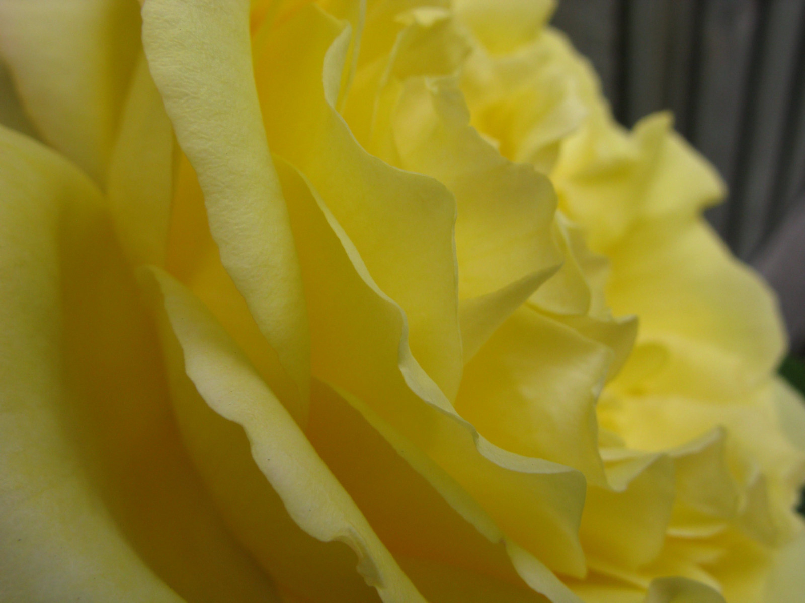 ธรรมชาติ, แมโคร, สีเหลือง, ดอกกุหลาบ, ลูกพีช, สหราชอาณาจักร, ดอกไม้, พืช, กลีบดอก, essex, วอลล์เปเปอร์คอมพิวเตอร์, พืชดอก, ใกล้ชิด, การถ่ายภาพมาโคร, ต้นกำเนิด, กุหลาบสวน, กุหลาบครอบครัว, สั่งกุหลาบ, floribunda, ฮาร์โลว์