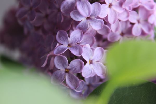 flowers,lilac,macro