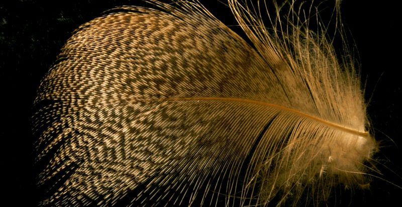 de cerca,Familia de la hierba,pluma,oscuridad,organismo,noche