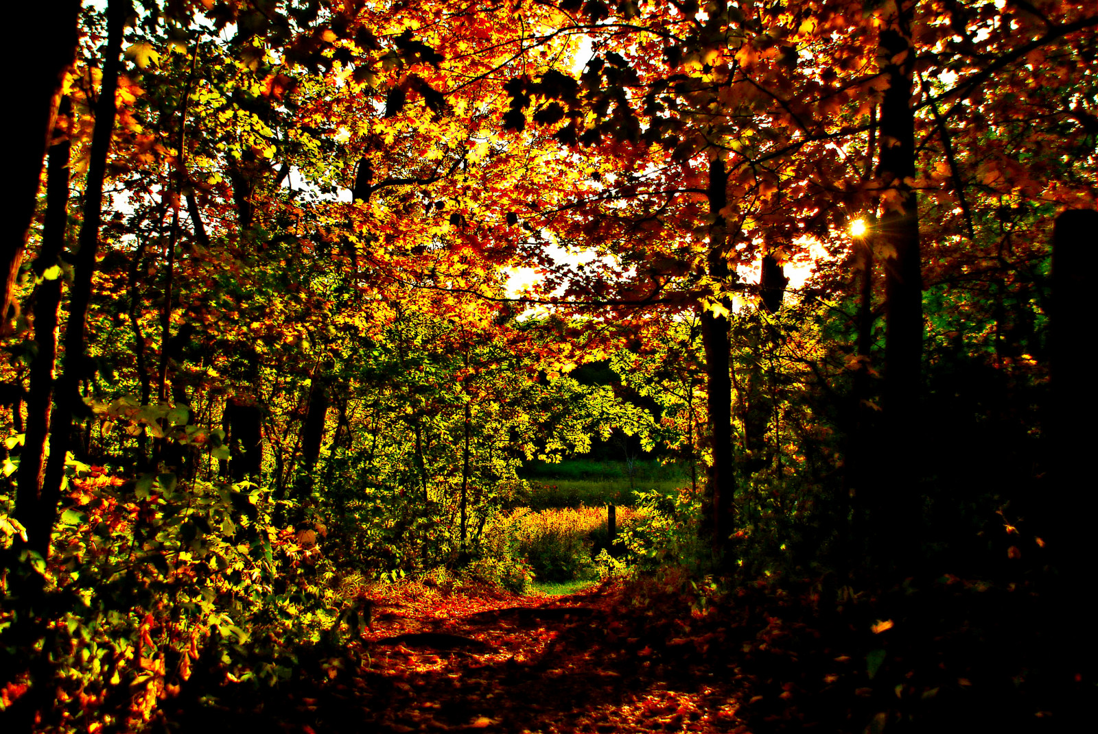 autunno, autunno, di, boschi, antonio, immagini, Gumm, gumm238