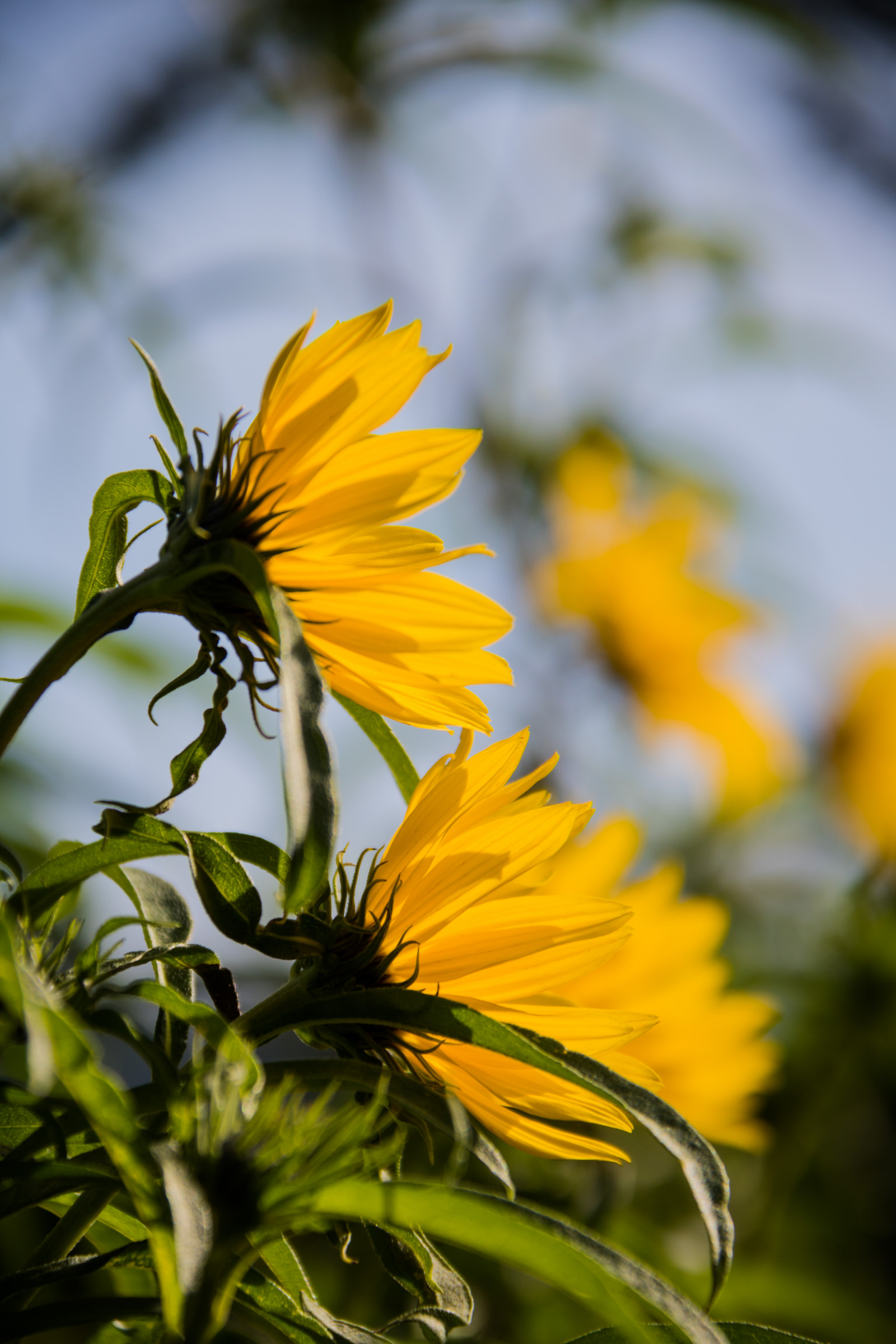 slunečnímu záření, zahrada, Příroda, pole, zelená, žlutý, podzim, květ, rostlina, slunečnice, flóra, Blomma, Lund, botaniskatr dg rden, gul, exif modelu canoneos760d, geocountry, Kamera aby kánon, geocity, Model fotoaparátu canoneos760d, geostate, geolocation, EXIF čočka efs18200mmf3556is, exif focallength 200mm, exif aby kánon, EXIF isospeed 100, EXIF otvor 63, Botanická zahrada, okvětní lístek, Botan, T dg rd, louka, divoká rostlina, botanika, suchozemská rostlina, kvetoucí rostlina, zblízka, makro fotografie, závod stonek, daisy rodina