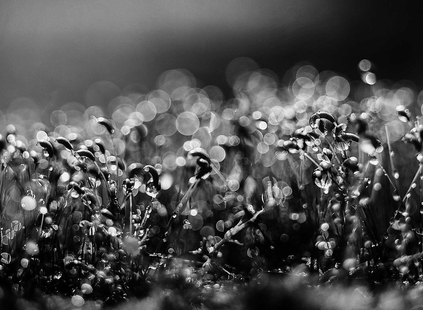 ขาวดำ, น้ำ, ธรรมชาติ, หญ้า, ท้องฟ้า, การถ่ายภาพ, มอส, ฟองอากาศ, bokeh, ฝัก, Spore, ดำและขาว, Forte, อนาล็อก, bokehlicious, แคปซูล, ภาพยนตร์, ภาพยนตร์ไม่ดี, วอลล์เปเปอร์คอมพิวเตอร์, ดำและขาว, ถ่ายภาพขาวดำ, การถ่ายภาพมาโคร, ถ่ายภาพนิ่ง, ความชื้น, buyfilmnotmegapixels, largeformat, 9x12, cambo, ที่ไม่สามารถคาดเดาได้, bokehporn, stock photography