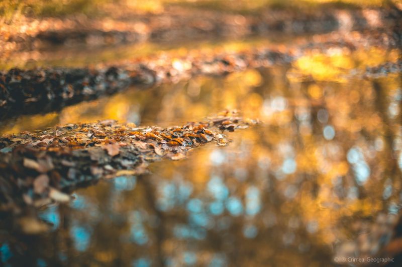 natureza,reflexão,Crimeia,cair,animais selvagens,Bokeh