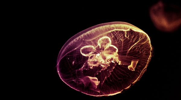 1,bokeh,jelly,jellyfish,ocean,1920x1070 px