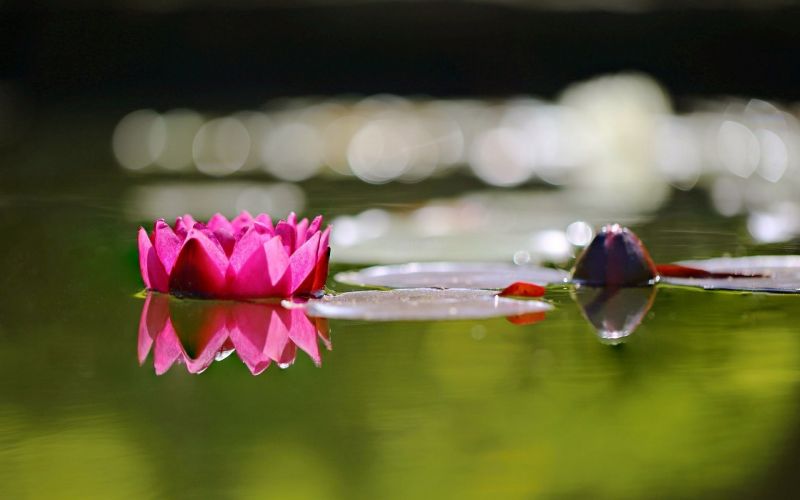 flowers, lake, nature, photography, green, blossom flowers, lake, nature, photography, green, blossom