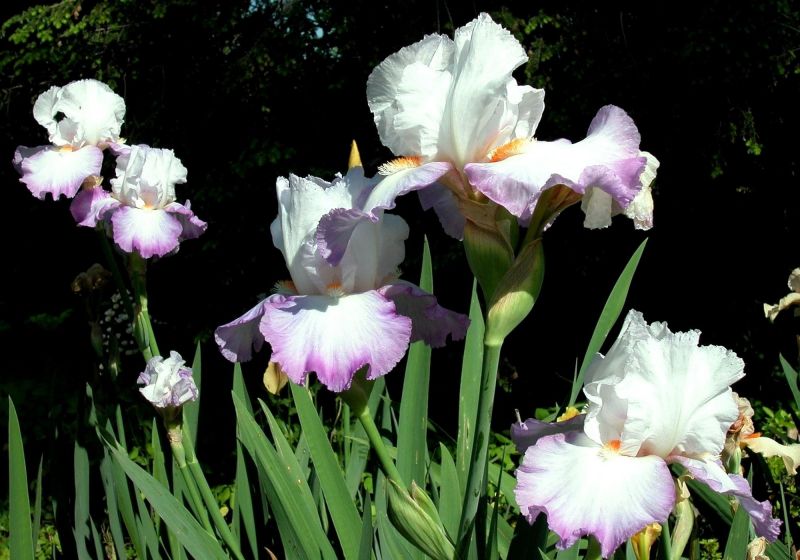 Iris, Flores, cama de flores, verde, ligero Iris, Flores, cama de flores, verde, ligero