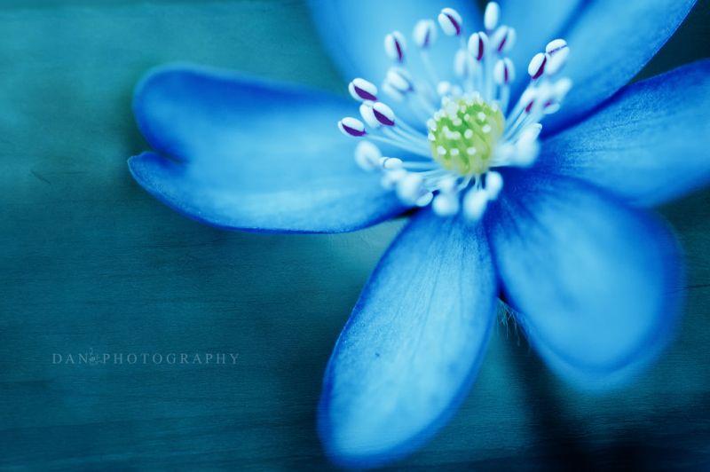 fotografia,macro,blu,natura,struttura,fiorire