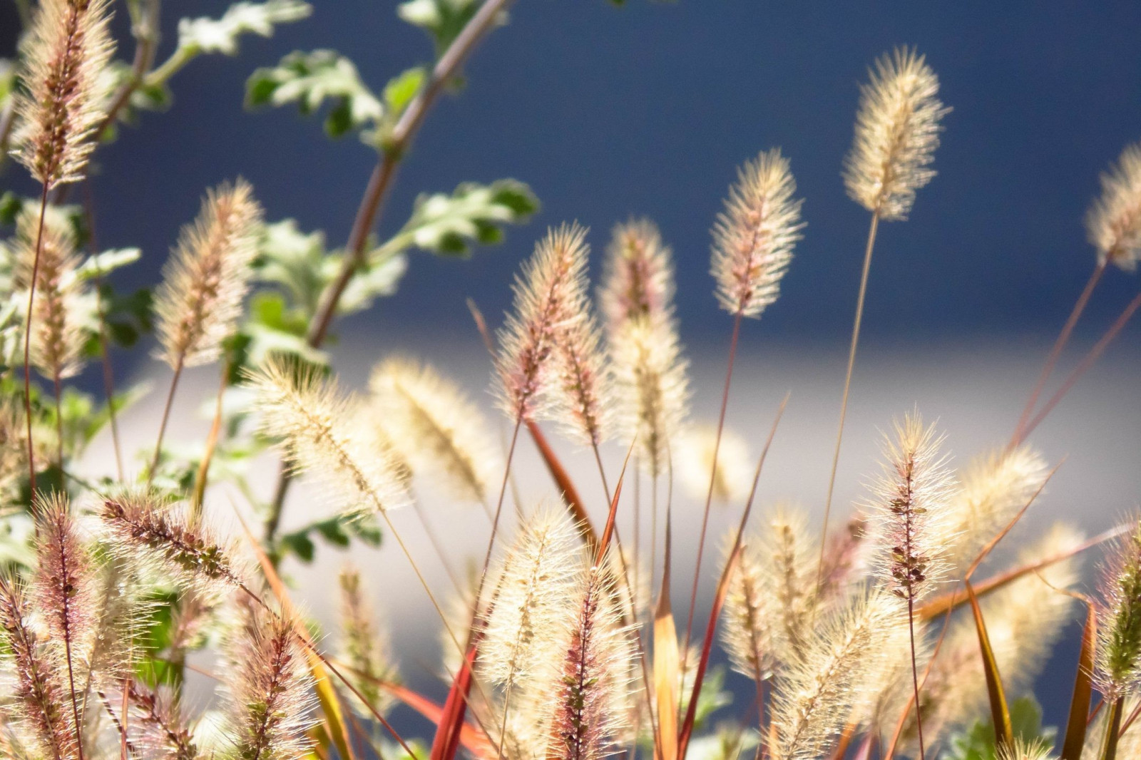 2160x1440 px, natur, spikelets