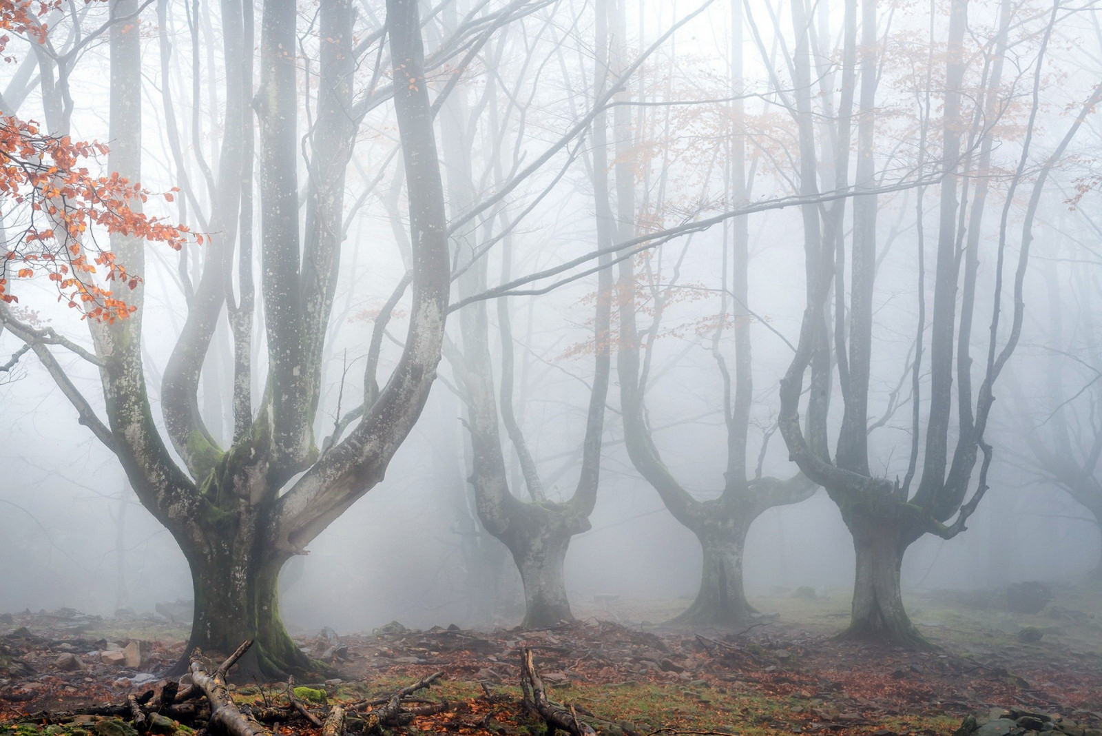 slunečnímu záření, stromy, les, Příroda, zima, větev, ráno, mlha, bažina, mokřadní, strom, mlha, počasí, sezóna, zálesí, místo výskytu, přírodní prostředí, atmosférický jev, dřevina, ekosystém