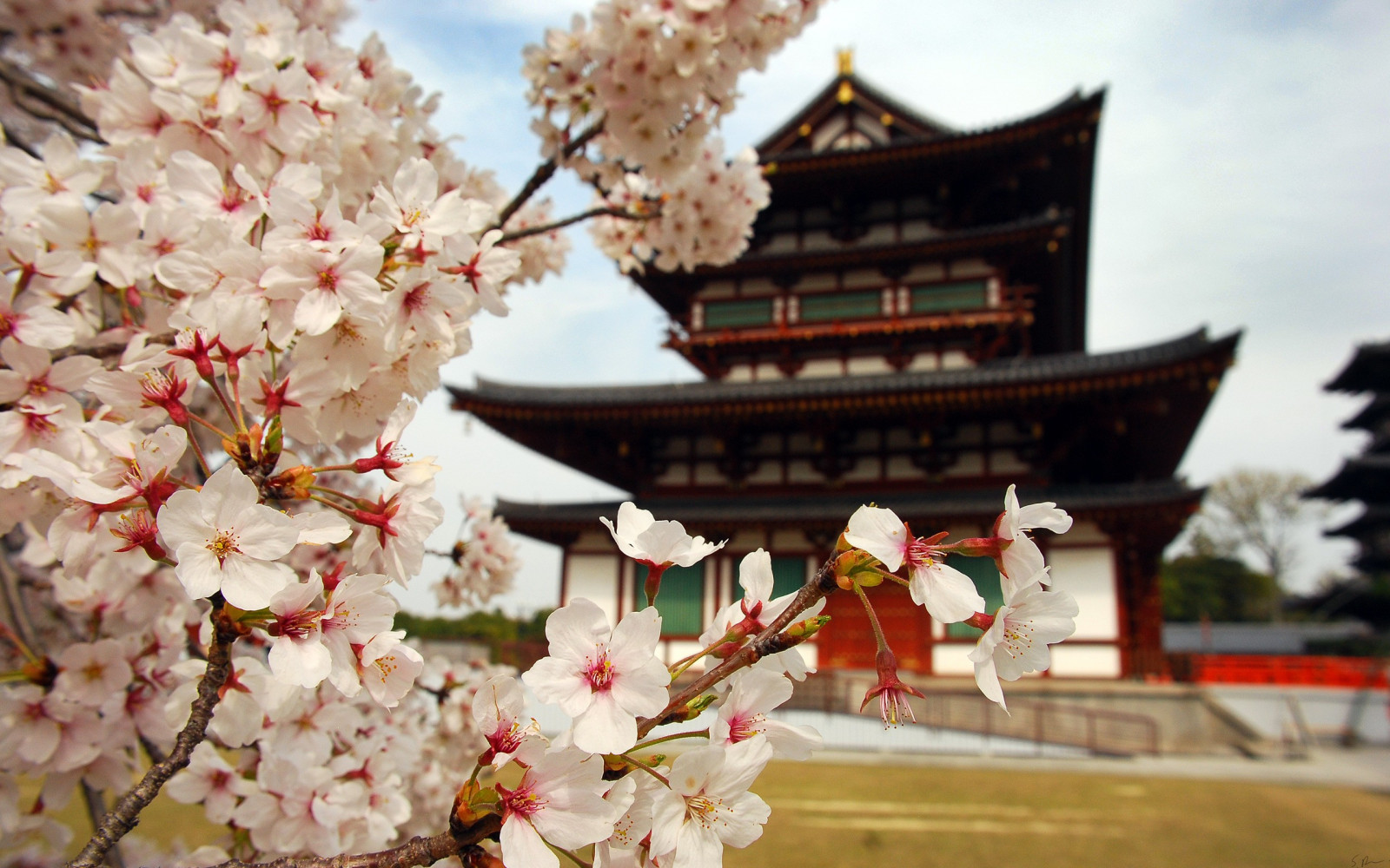 Japón, Arquitectura asiática, edificio, de cerca, flor de cerezo, flor, primavera, flor, planta, temporada
