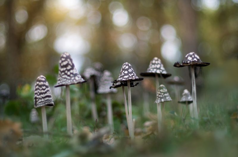 светлина,макро,гъба,Есенен,гора,мъх