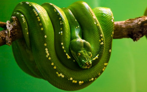 Smooth Greensnake,snake,reptile,plant,terrestrial plant,scaled reptile
