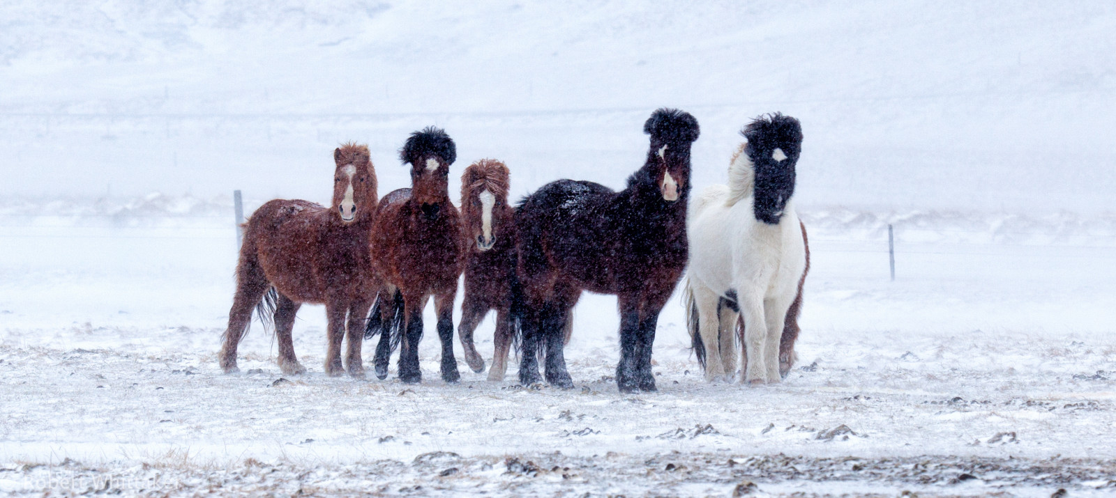 zima, Kánon, krajina, Island, Panorámy, východní, canon5d, zápasník, Icelandichorse, canonphotography, Zimní fotografie, Winterhorses, icelandhorses, f SKR SFJ r ur, Icelandlandscape, Robertwhittaker, Canoniceland, Icelandicwinter, Icelandphotography, Sazzoo, Robwhittaker, Robwhittakerphotography, Sazzoocom, Robertwhittakerphotography, Iceland2015, Robwhittakertravel, 5fotografie