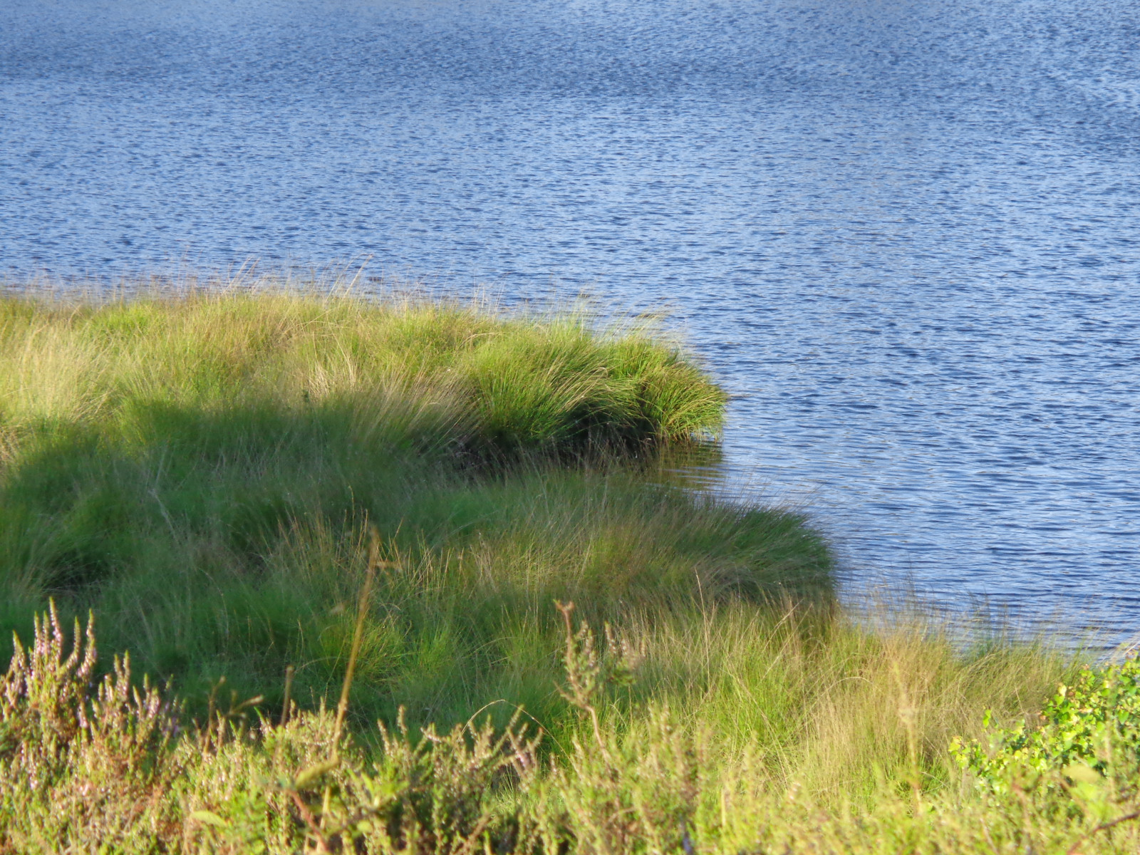 vegetace, ekosystém, tráva, přírodní rezervace, pobřeží, lučina, tráva rodina, voda, nebe, pobřeží, moře, mokřadní, křoviny, ekoregion, bažina, banka, prérie, step, plant community, louka, oceán, uklidnit, slanisek, Phragmites, záliv, horizont