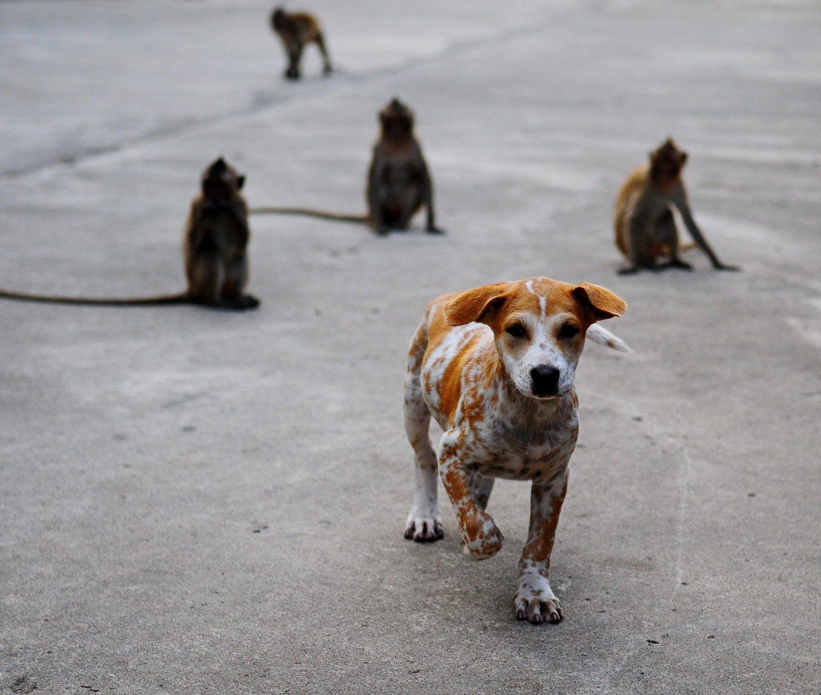 Pes, psí plemeno, pouliční pes, pes jako savec, psí plemeno skupina, čenich