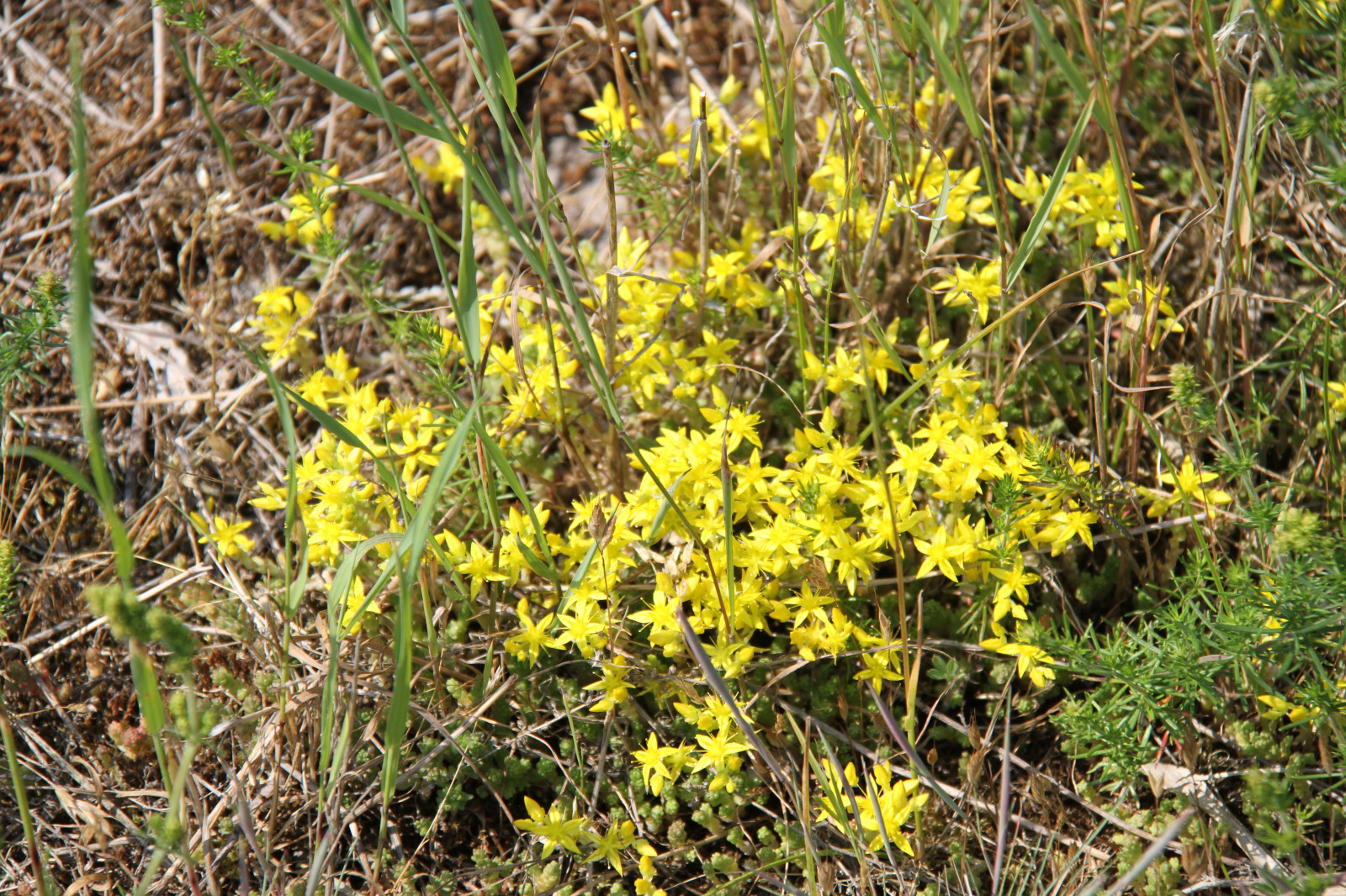 gul, urt, blomst, plante, flora, Smygehamn, eng, rue, wildflower, prærie, jord plante, blomstrende plante, Busk, Halvbusk, hypericum, perikon-familien