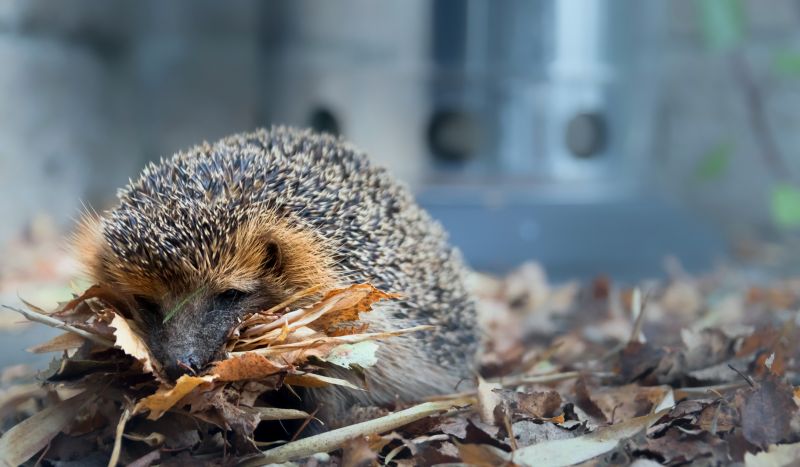 zvěř,ježek