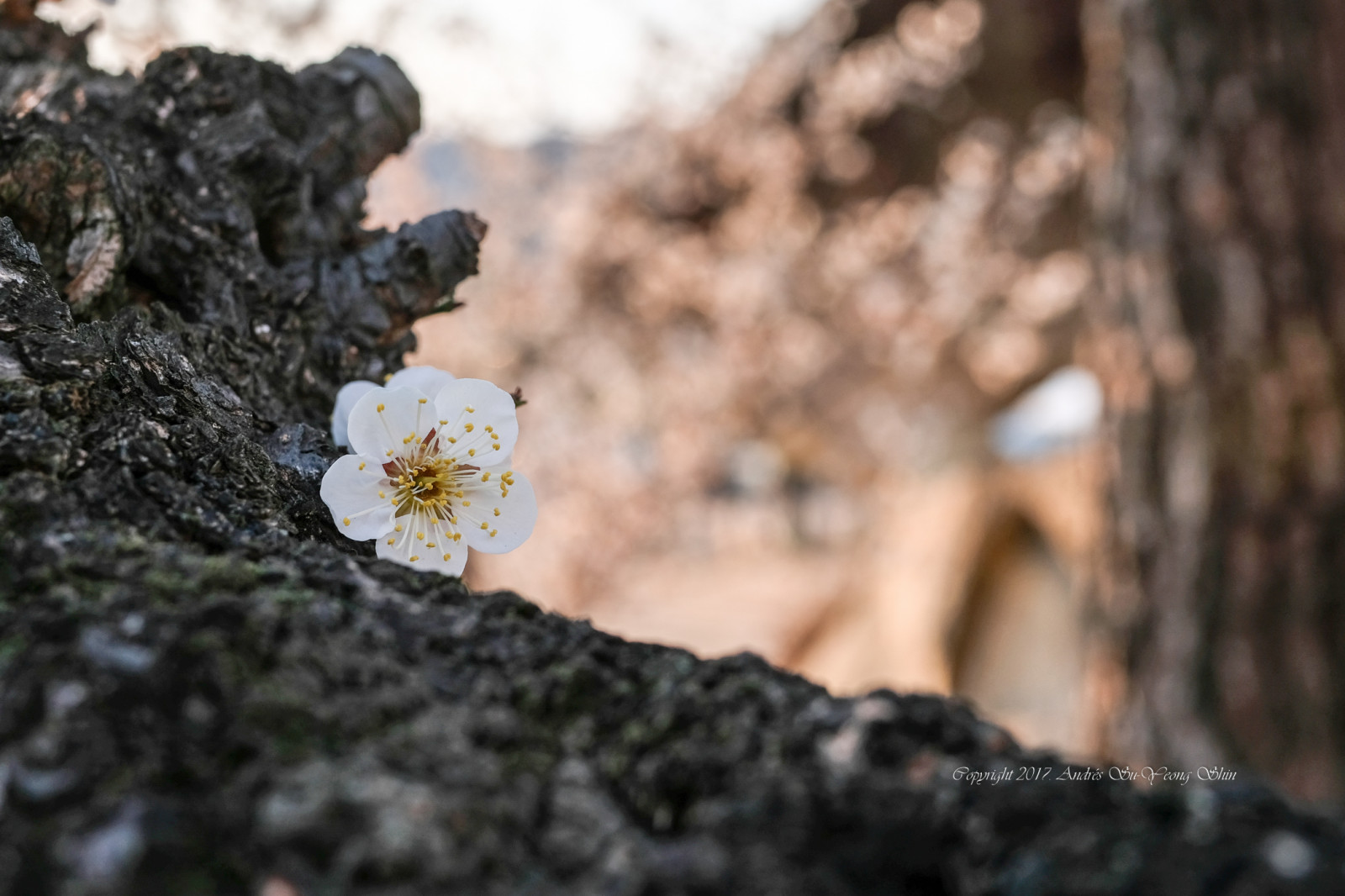les, Příroda, zima, fotografování, větev, bokeh, jaro, Fujifilm, strom, podzim, list, květ, rostlina, sezóna, švestka, flóra, dof, primavera, arbol, Zeiss, Mirrorless, flor, půda, dřevina, zblízka, makro fotografie, xpro2, Touit, 32mm, touit1832, Ciruelo