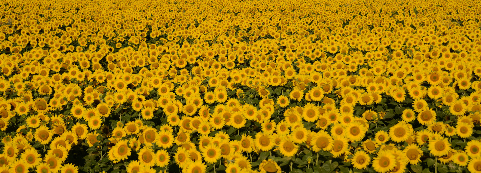 Wallpaper park, flowers, Sun, yellow, rural, photography, photo