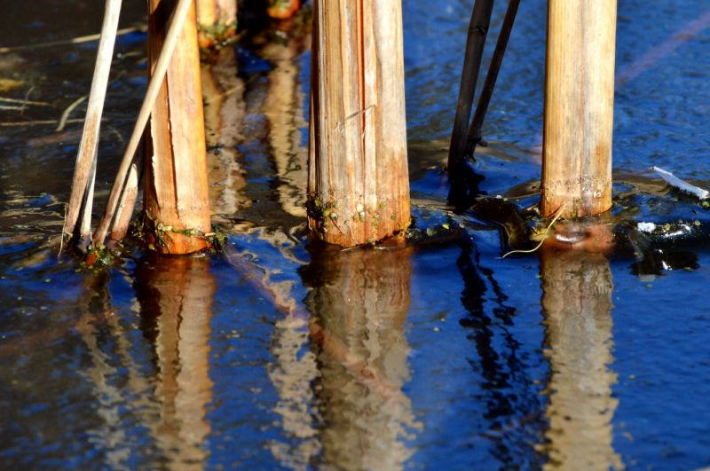 réflexion,la glace,congelé,étang,Icereflection