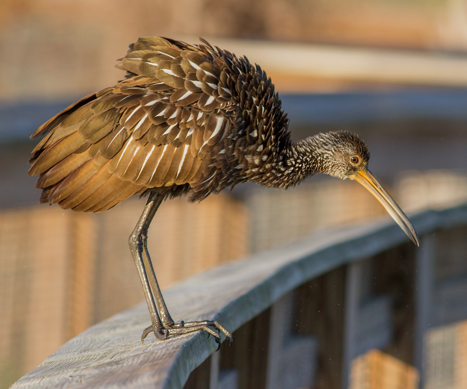 Fond d'écran : le bec, faune, oiseau, plume, Oiseau de rivage 3502x2918 ...