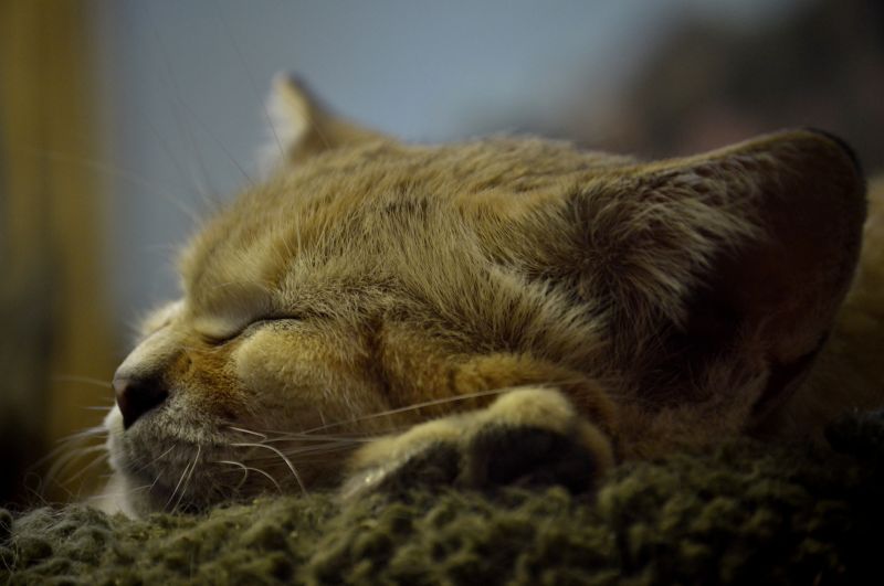 fauna, kočka, kníry, malé až středně velké kočky, kočka jako savci, čenich fauna, kočka, kníry, malé až středně velké kočky, kočka jako savci, čenich