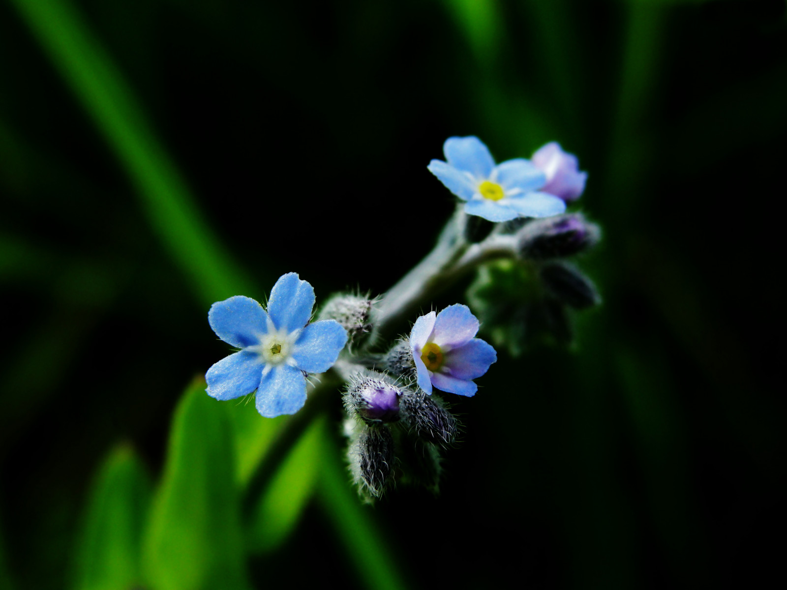 Příroda, zelená, modrý, letní, květ, Stockholm, Švédsko, Sverige, 2012, květ, rostlina, krása, oko, flóra, okvětní lístek, divoká rostlina, elahe, botanika, suchozemská rostlina, kvetoucí rostlina, makro fotografie, závod stonek, fialová rodina, nezapomeň na mě, nezapomeň na mě, brutnák rodina, dayflower rodina, dayflower