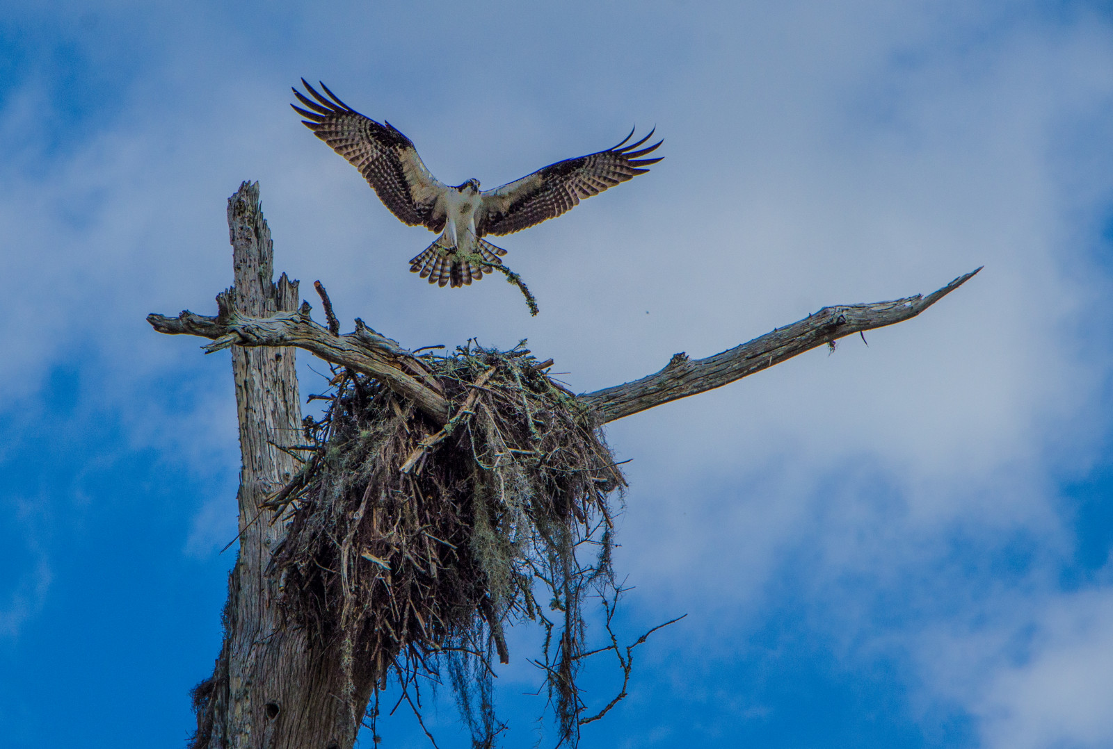 น้ำ, ท้องฟ้า, สาขา, สีน้ำเงิน, สัตว์ป่า, นกล่าเหยื่อ, นกอินทรี, ว่าว, ปาก, ฟลอริด้า, บิน, แจ็กสันวิลล์, Falcon, เมฆ, ต้นไม้, นก, เหยี่ยว, นกยูง, รัง, เรือคายัค, ขน, อีแร้ง, ปีก, สัตว์ป่า, ระบบนิเวศ, accipitriformes, dunnscreek