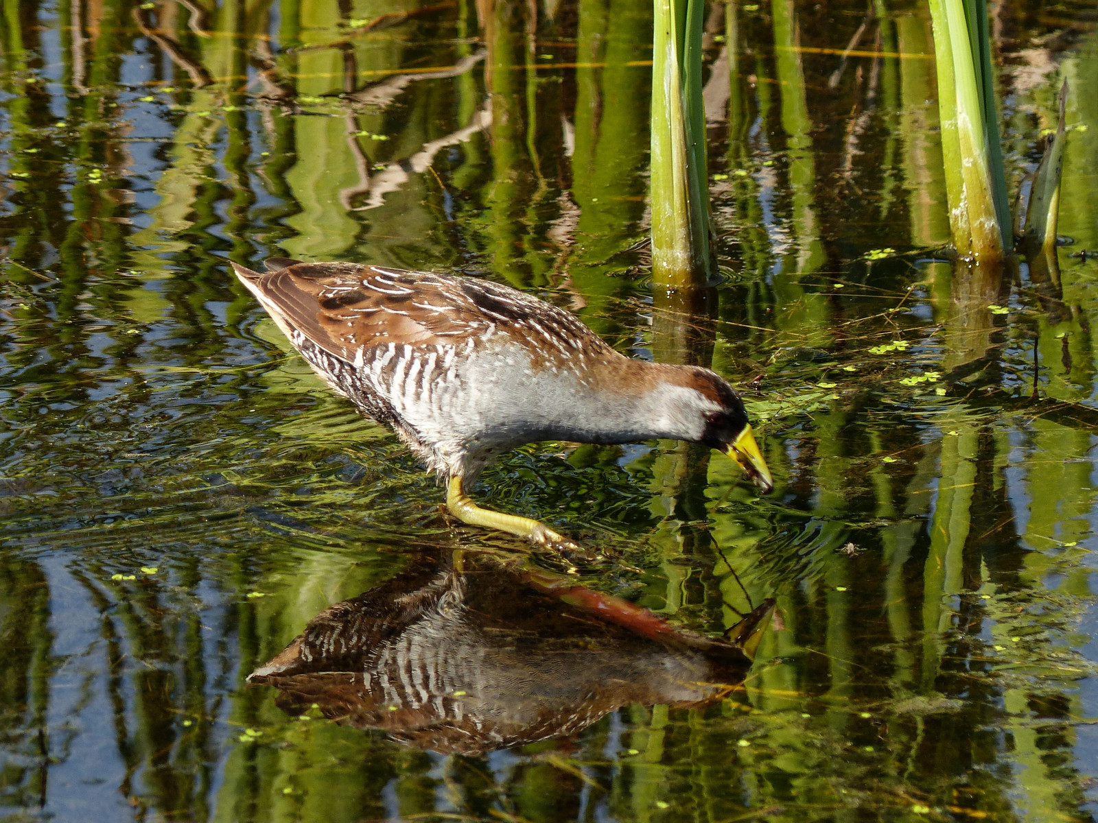 Kanada, pták, Příroda, voda, ptactvo, dospělý, kolejnice, waterbird, Alberta, bažina, boční pohled, ornitologie, Sora, influenza, Franklake, Porzanakarolina, Familyrallidae, seofcalgary, Genusporzana, Descendingwhinnycall, Malý můra, Triangularbodyshape