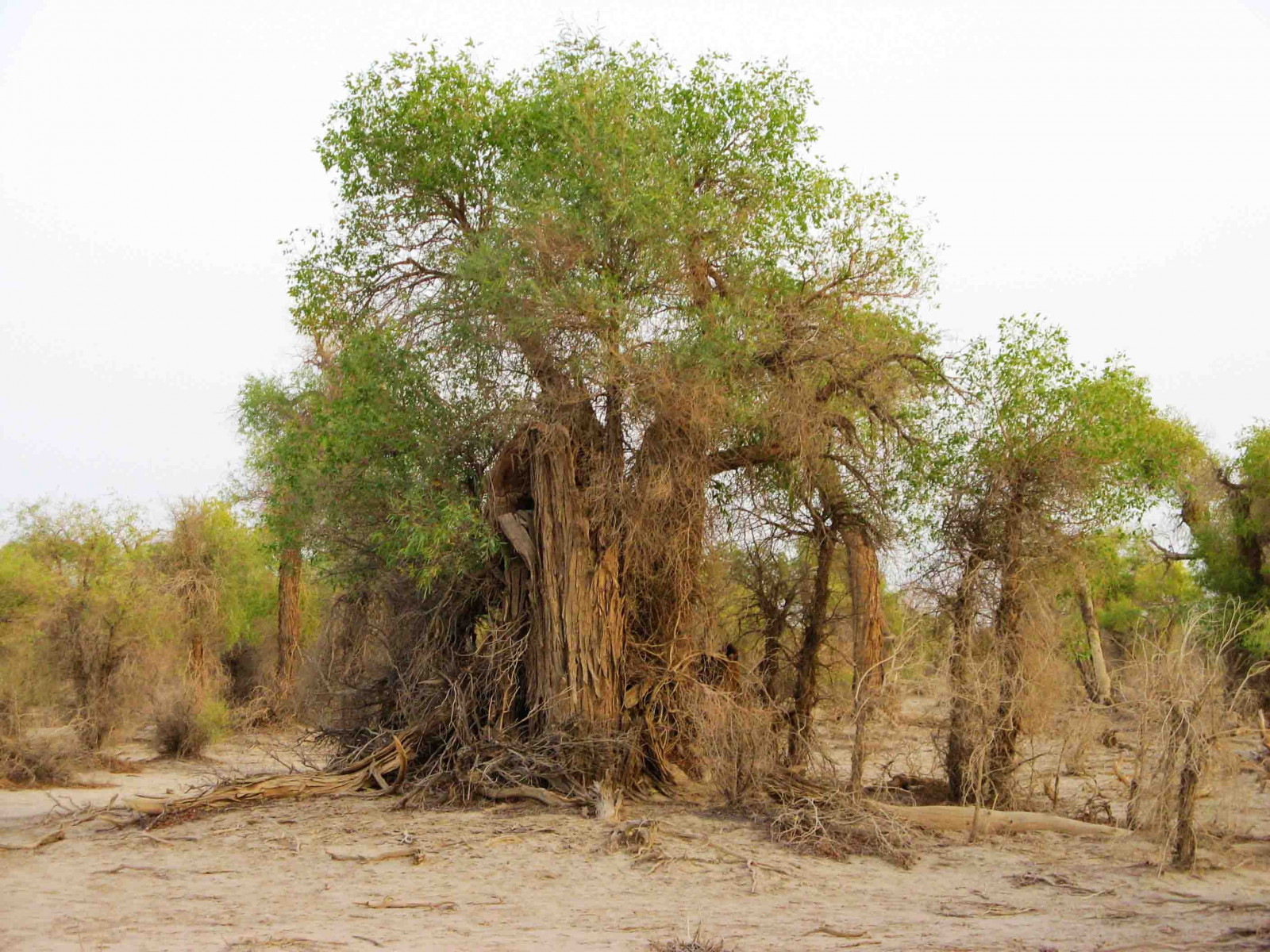 stromy, krajina, Příroda, rostliny, strom, rostlina, půda, přírodní prostředí, vyrobit, suchozemská rostlina, kvetoucí rostlina, dřevina, ekosystém, savana, pozemek pozemek