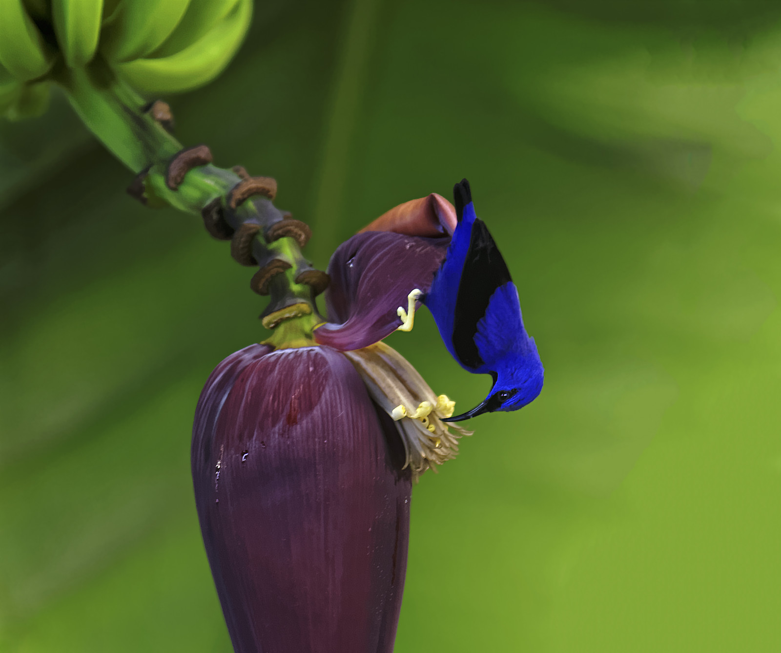 สีน้ำเงิน, นก, ธรรมชาติ, Canon, สีม่วง, เครื่องหมาย, ii, 5d, อนุมัติแล้ว