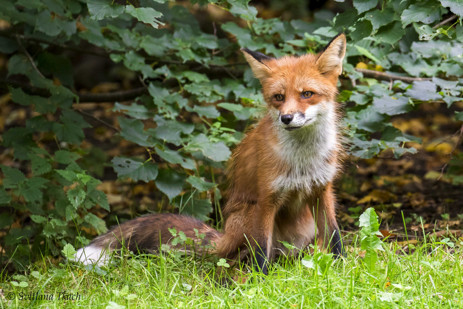 liška, Volně žijících živočichů, červená Liška, fauna, savec, kit fox, tráva, Dhole, terrestrial animal, čenich, organismus, kníry, srst
