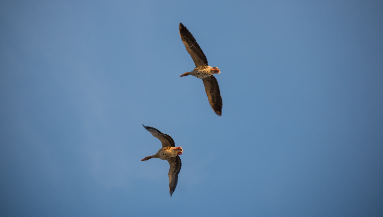 repülő, liba, csőr, Repülési, gáz, madár, f gél, falsterbokanalen, flyger, tengeri madár, szárny, fauna, gerinces