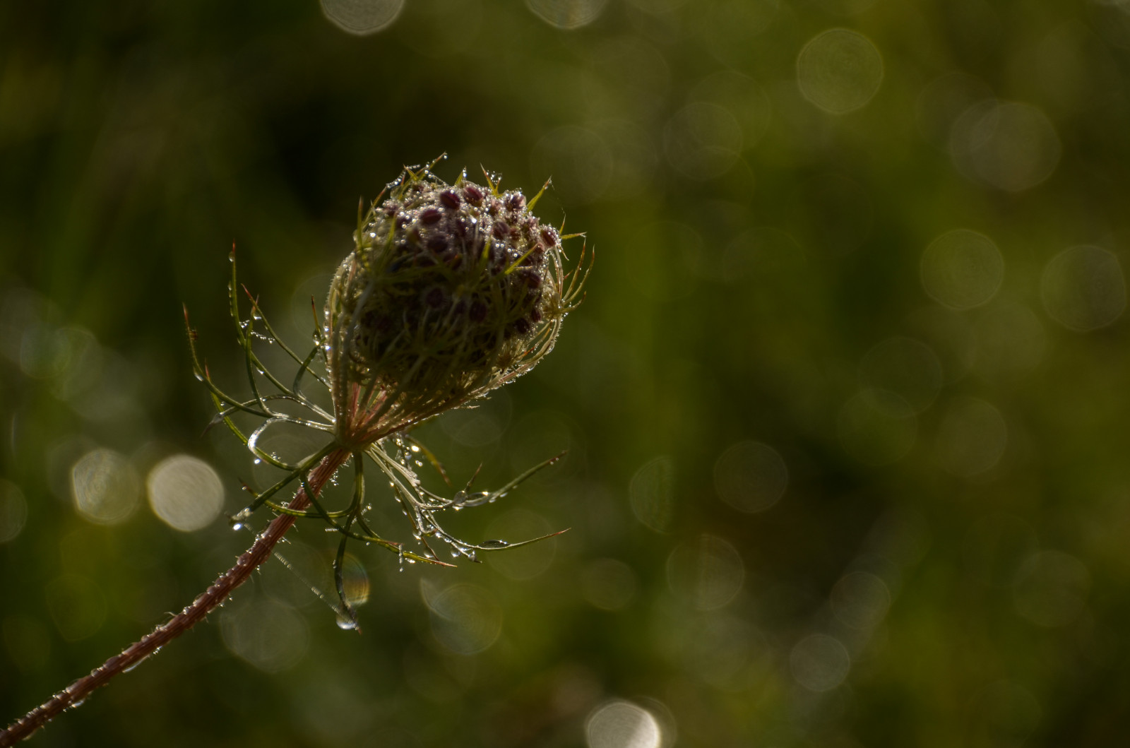 ráno, bokeh, Jiskra, rosa, podsvícený, queenanneslace, bussewoodsforestpreserve, nikond5100