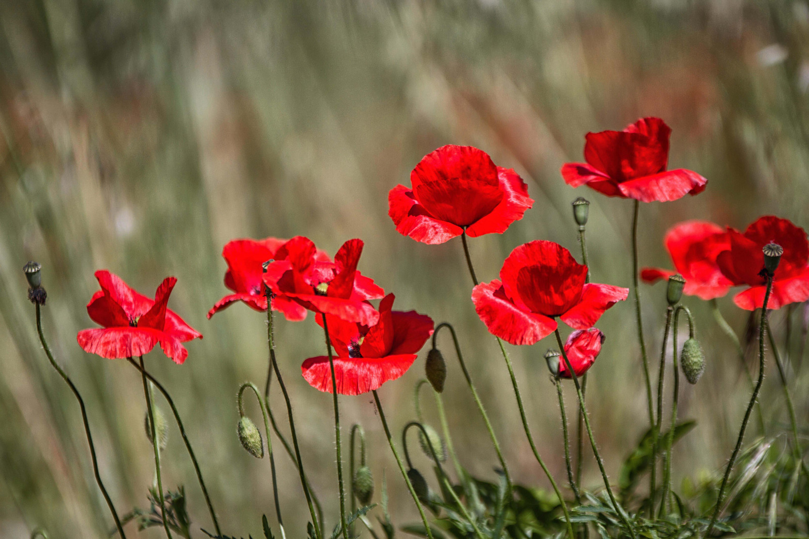 květiny, Červené, primavera, Příroda, jaro, Milano, trávník, natura, Campagna, vlčí mák, fiori, Antonio, rosso, prato, lombardia, Papaveri, Pianura, PADANA, sancolombanoallambro, mat56, Romei