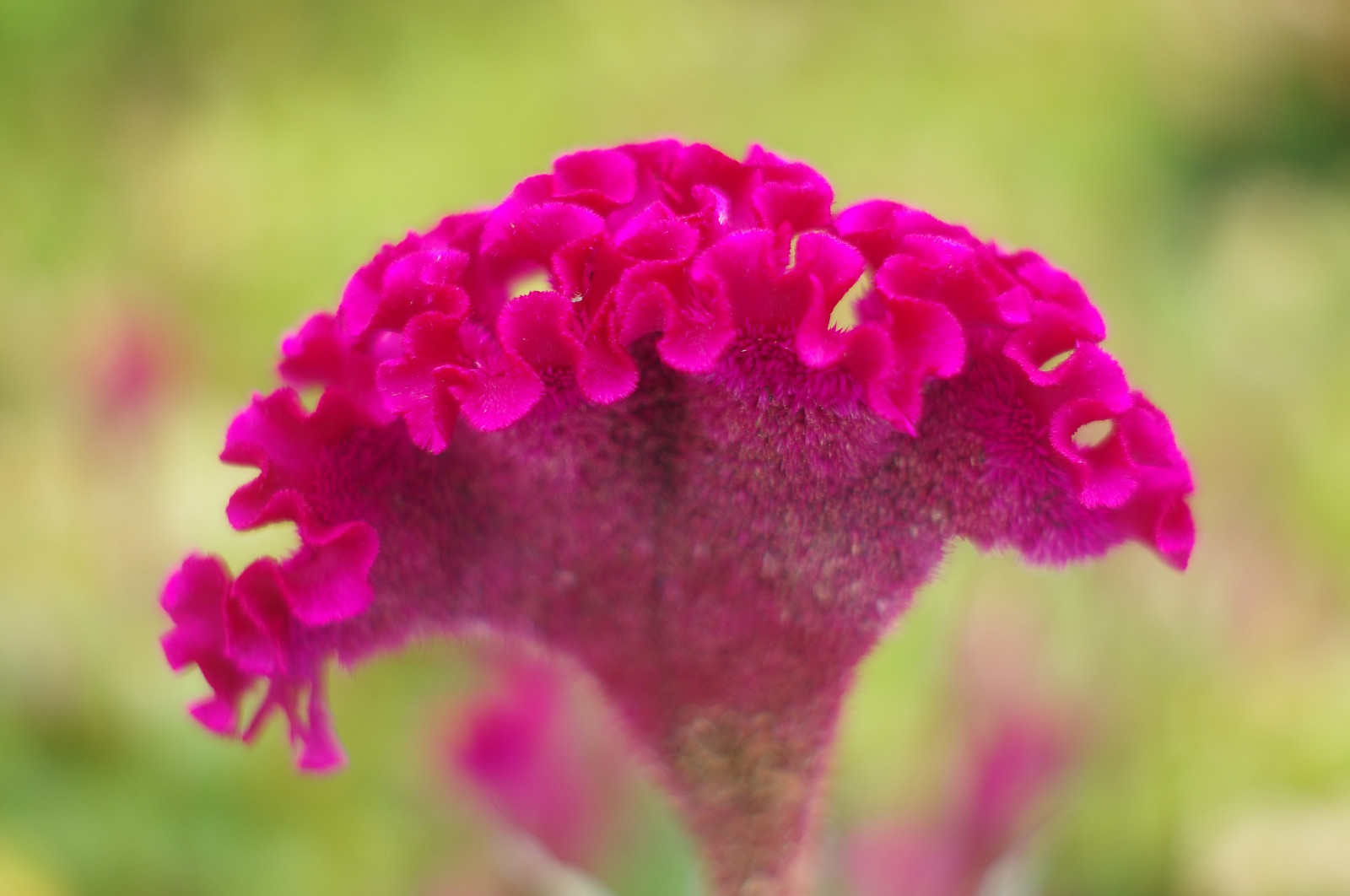 Příroda, květ, růžový, podzim, květ, rostlina, flóra, okvětní lístek, divoká rostlina, botanika, suchozemská rostlina, kvetoucí rostlina, zblízka, jednoletá rostlina, makro fotografie, závod stonek, Růžová rodina, Dianthus, karafiát