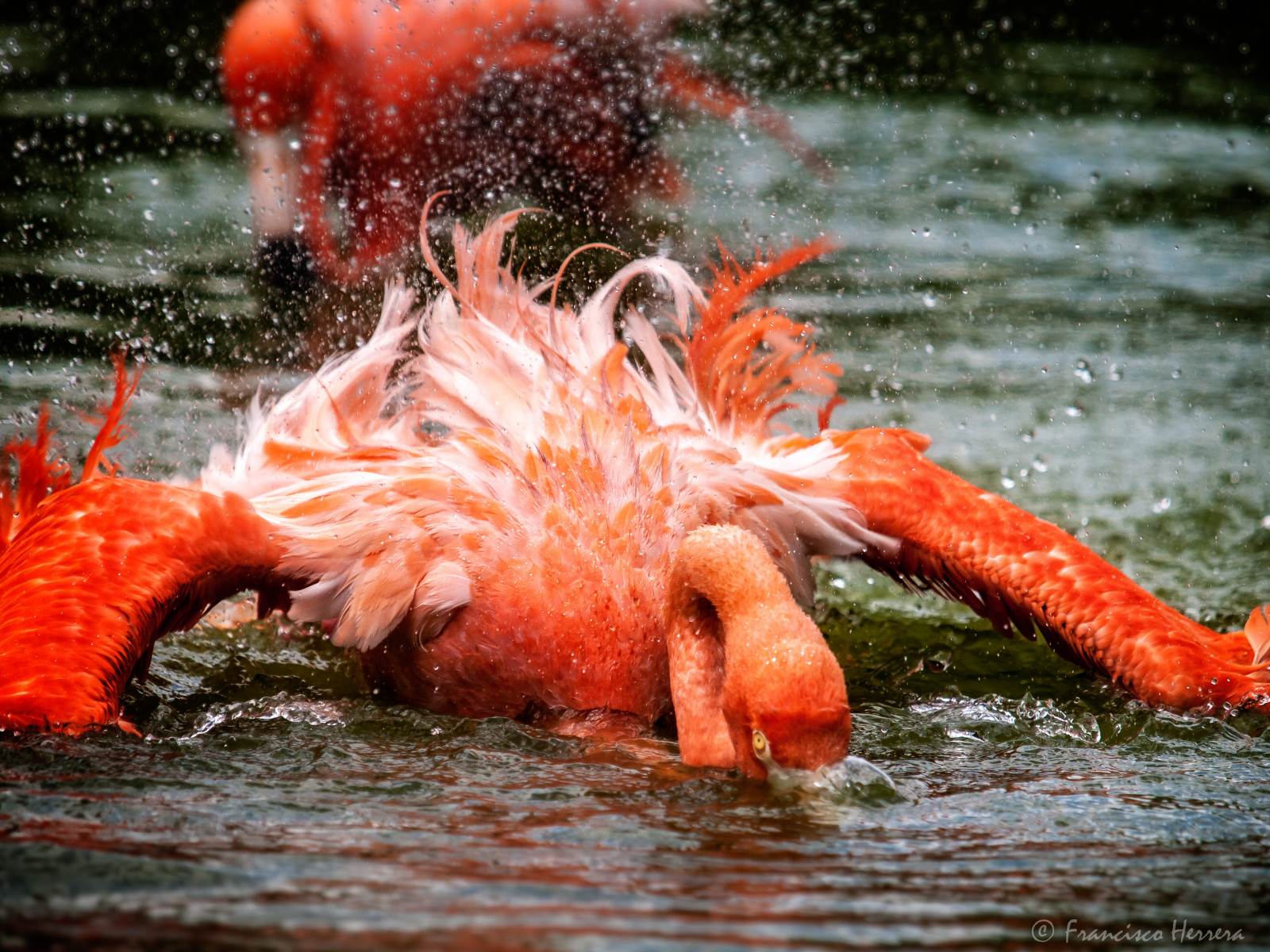 voda, organismus, mořská biologie, plameňák, vodní pták